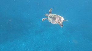 Wasserschildkröte