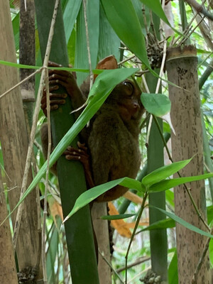 Bohol Koboldmaki Aufzuchtstation in Loboc