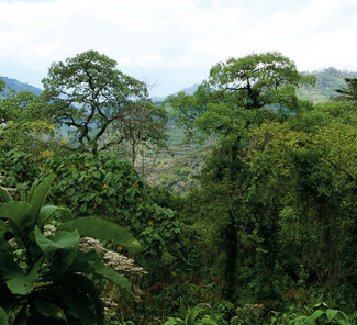 Bwindi Impenetrable Nationalpark