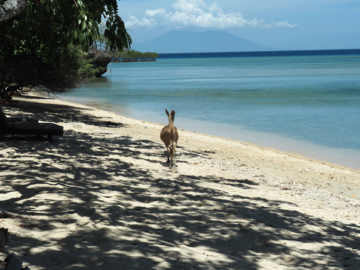 Strand im West Bali Nationalpark