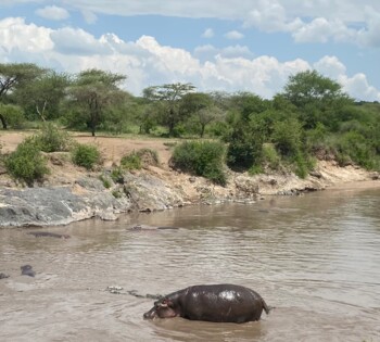 Nilpferd im Wasser