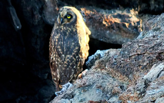 Galápagos Reisebericht - Sumpfohreule auf Genovesa