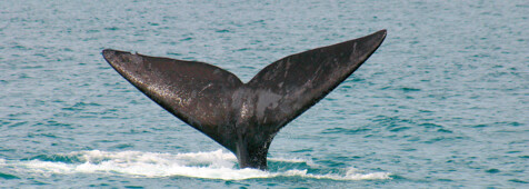 Hermanus Tagestour