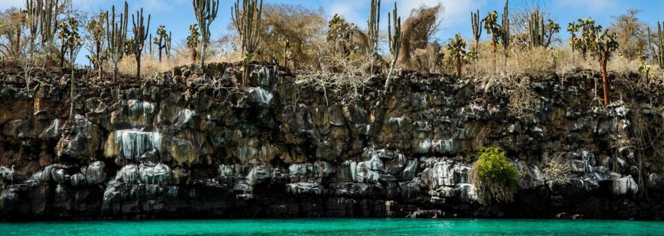 Meeresschildkröte an den Galapagos Inseln