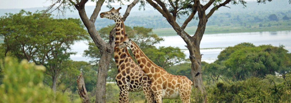 Murchison Falls Nationalpark - Rothschildgiraffen