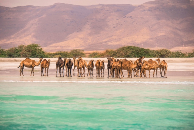 Kamele am Strand im Oman