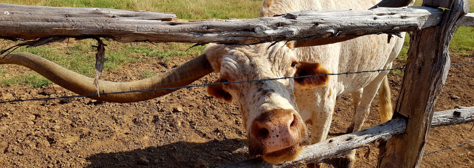 Texas Longhorn