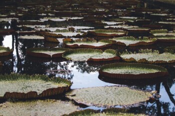 Botanischer Garten Pamplemousses