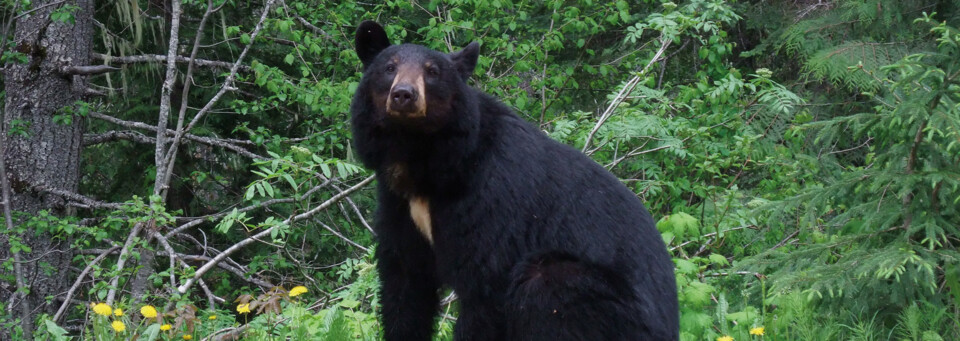 Schwarzbär