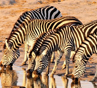 Hwange Nationalpark, Simbabwe - Zebras am Wasserloch