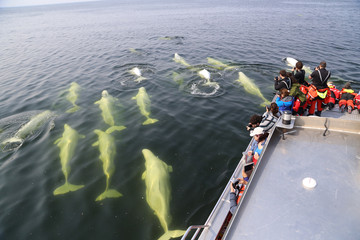 Belugas um Expeditionsboot