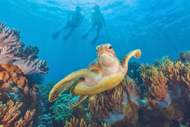 Michaelmas Cay