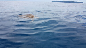 Schildkröte im Corcovado Nationalpark