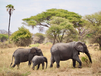 Elefanten im Tarangire Nationalpark