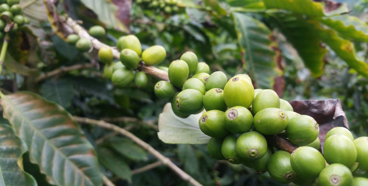 Kaffeeplantage in Kolumbien