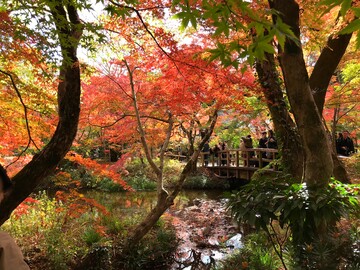 Ahornäume in Yufin - Kyushu Reisebericht
