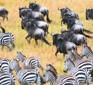 Serengeti Nationalpark, Tansania - Zebra- und Gnuherde