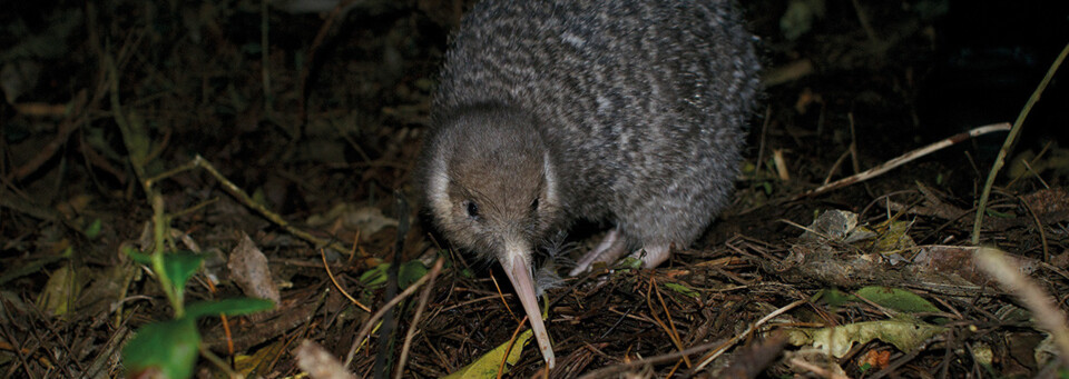 Kiwi