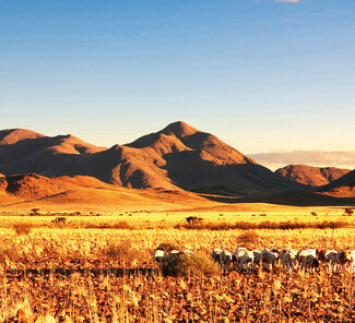 Kalahari Wüste, Namibia