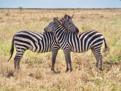 Zebras im Serengeti