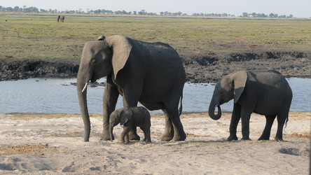 Reisebericht Botswana: Chobe Nationalpark