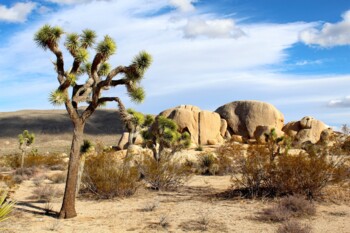 Mojave-Wueste, Kalifornien, USA
