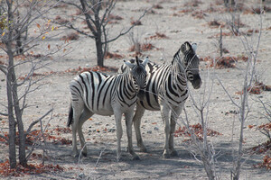 Zebras im Etosha Nationalpark