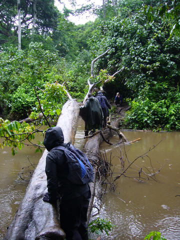 Schimpansen Trekking Uganda: Wanderung in der Kyambura Gorge - Queen Elisabeth Nationalpark