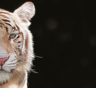 Tiger.jpg