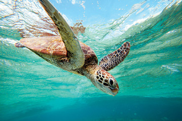Reisebericht Australien: Schildkröte