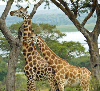 Murchison Falls Nationalpark - Rothschildgiraffen
