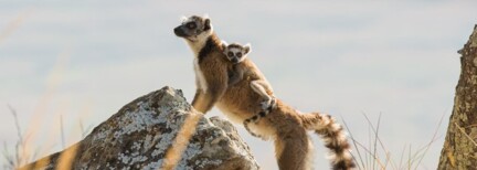 Die Highlights von Madagaskar