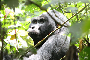 Gorilla Trekking in Uganda