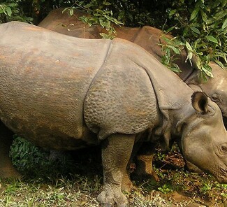 Panzernashorn - Chitwan Nationalpark
