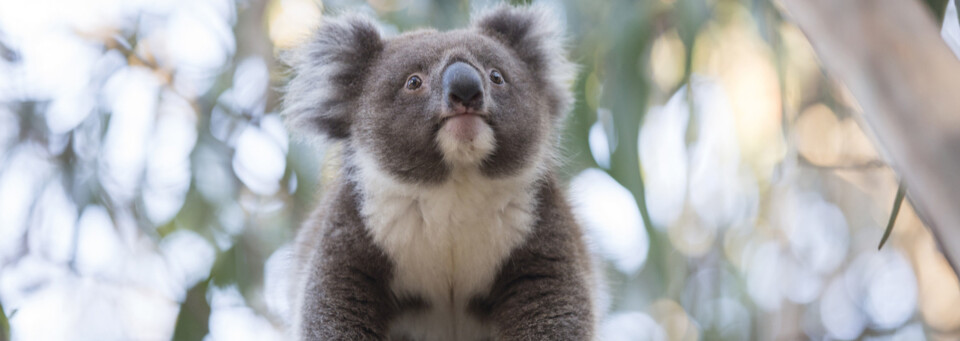 Koala auf Kangaroo Island