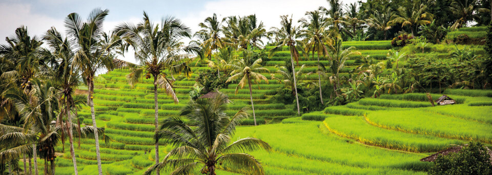 Bali Reisfelder