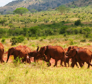 Tsavo Nationalpark, Kenia - Elefantenherde